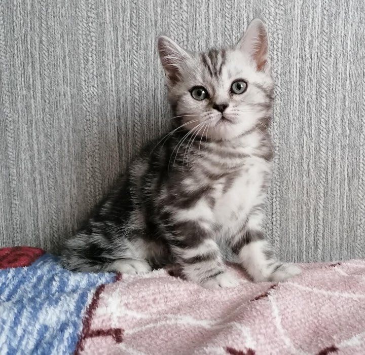 Сладенькие Котята