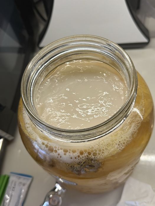 Гъба Комбуча (SCOBY) със стартерна течност – за домашна комбуча