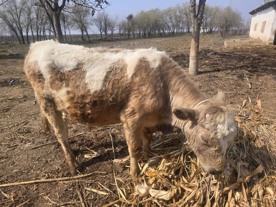 Әулиекөл бұқа сатылады