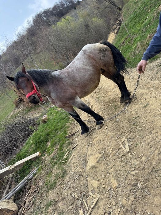 Vând iapă gestanta