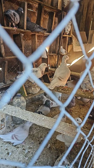 Porumbei voiajori standard pui si maturi