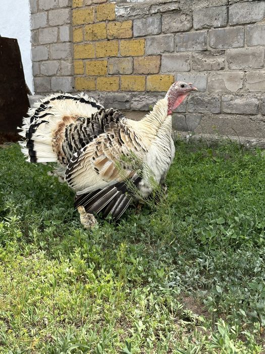 Индейка(күркетауық)