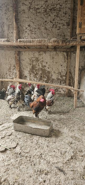 Кораз.ззззззззззз