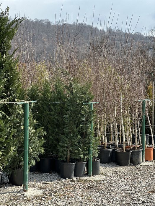 Leylandii cupressus/chiparos/cupressocyparis pentru gard viu