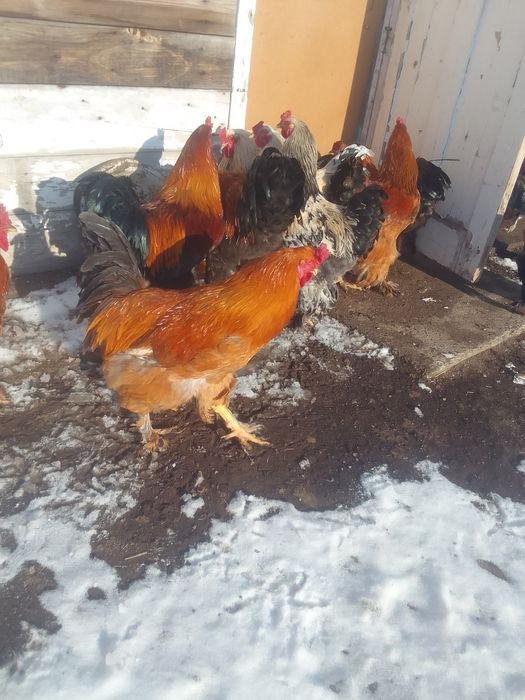 Продам петухов БРАМА 4000т