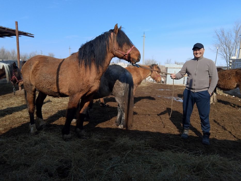 Тай тай ұрғашы еркек