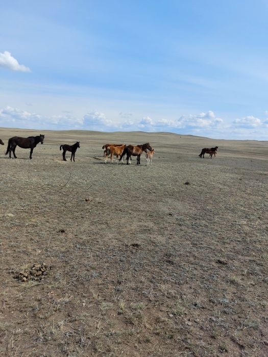 Кобылы жеребые с жабагы