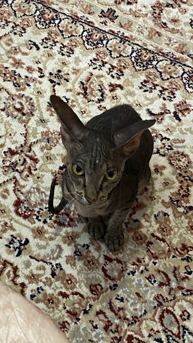 продаем котенка сфинкс