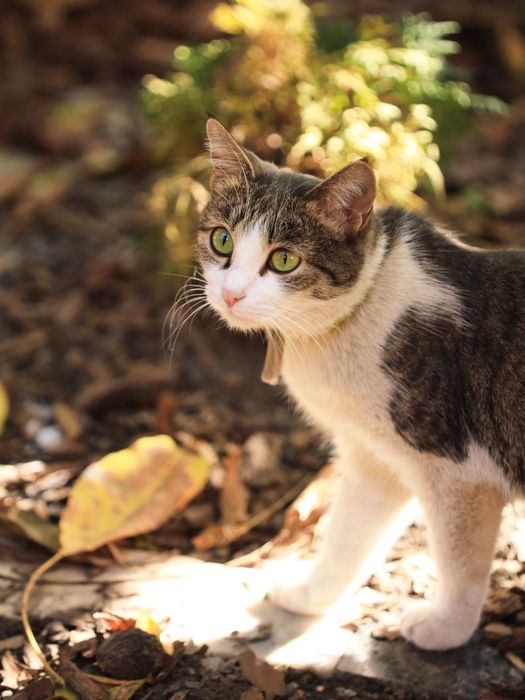 Кошки в добрые ручки