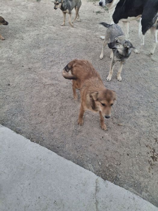 Отдам даром в хорошие руки