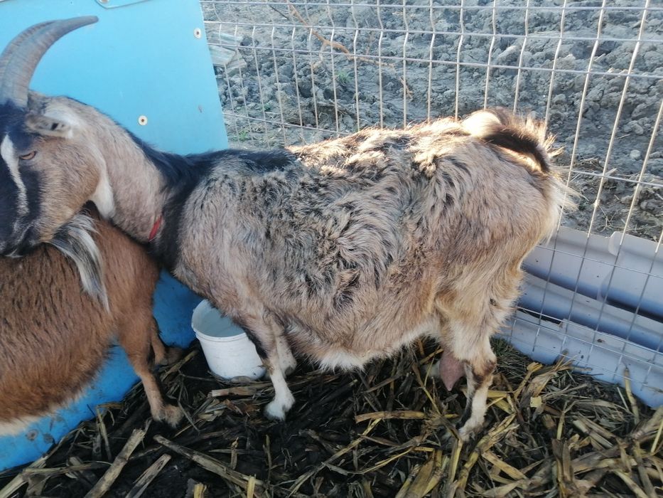 Vând 2 capre bune de lapte preț 2000 bucata