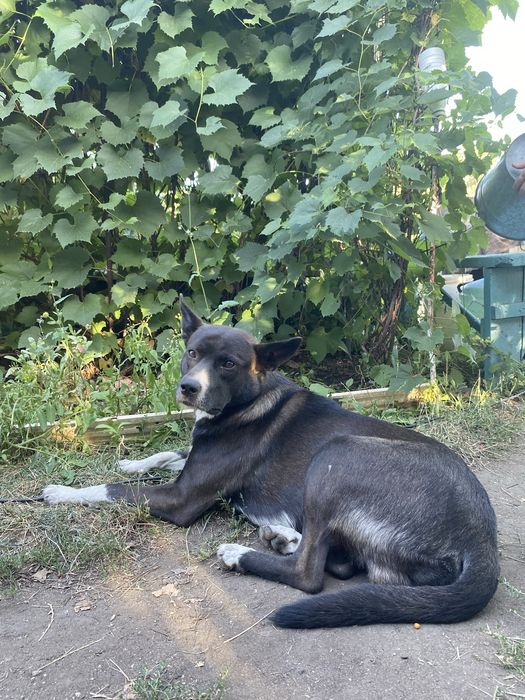 Собака в добрые руки