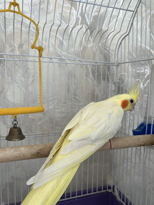 Продам попугай Корел