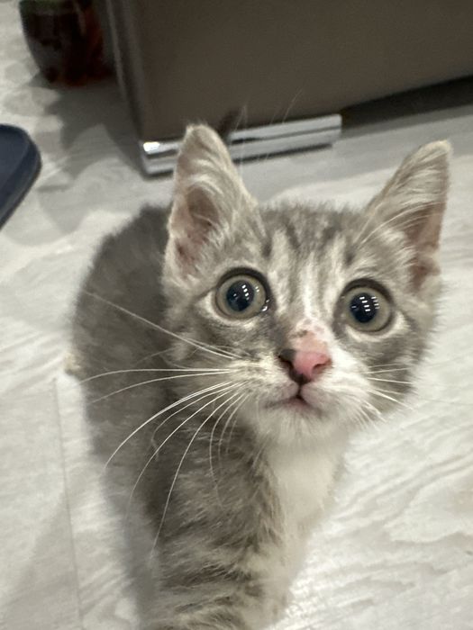 Котенок уличный мальчик ищет дом