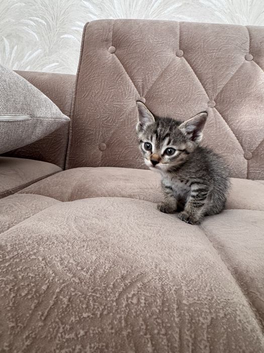 Отдам котенка в хорошие руки