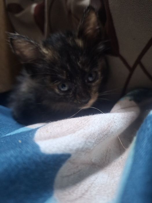 Кошечка ищет добрые лапки