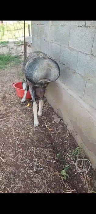 Продам кошкар хороший