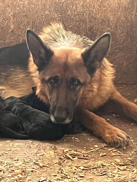 Яркие щенки немецкой овчарки