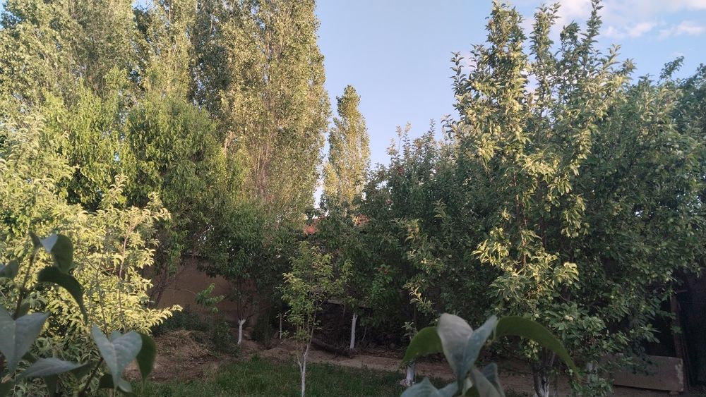 Участка сотилади 6 сотих