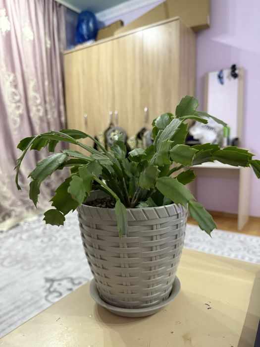 Цветы декабрист