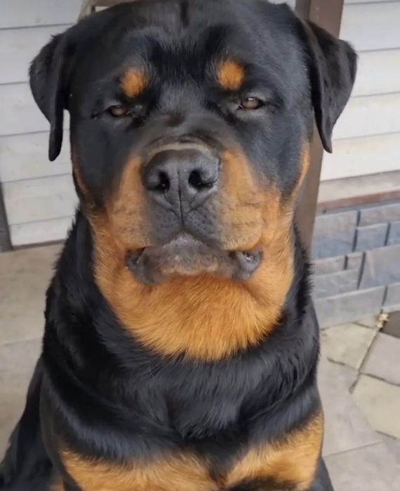 Ротвейлер. Щенки ротвейлера.