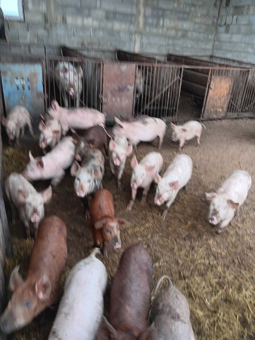 Продавам малки прасенца.