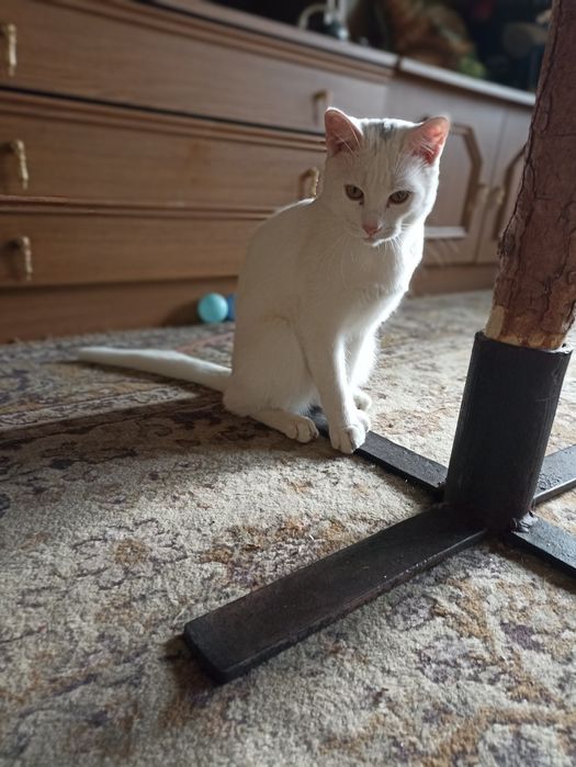 Подростки мышеловы