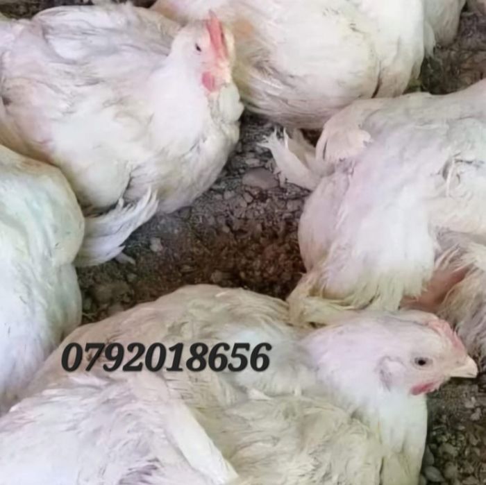 Pui albe de carne 3-3.5 kg