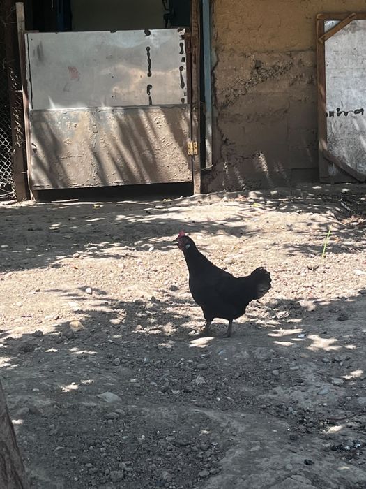 Продаются Японские куры