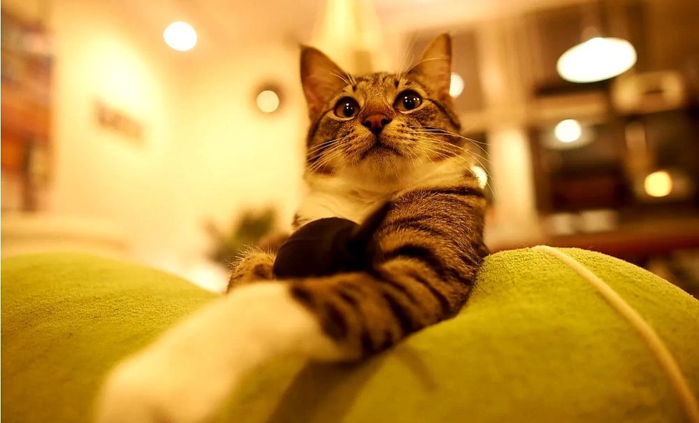 Передержка дома кошек