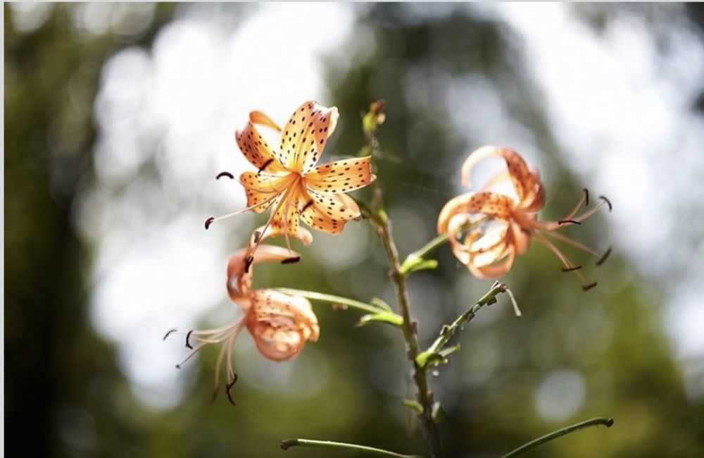 Samyang 85mm 1.4 Sony e-mount