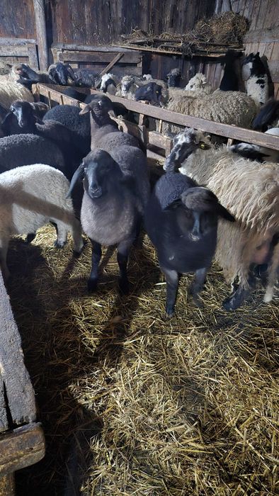 Vand miei diferite rase de carne