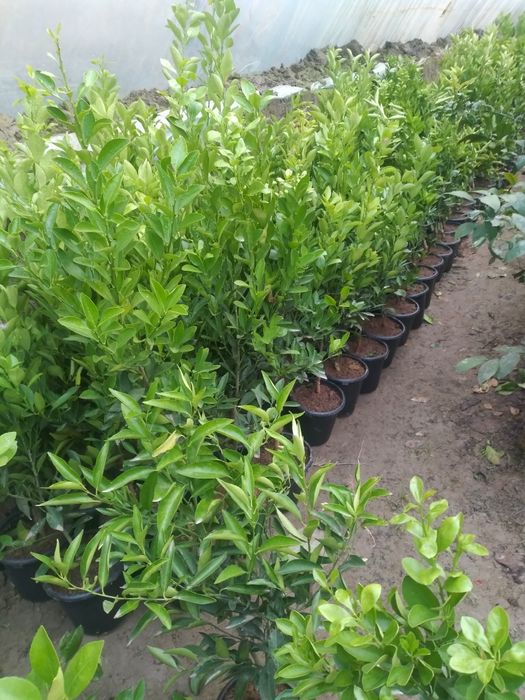 лимон кучатлар Ташкент сорт.