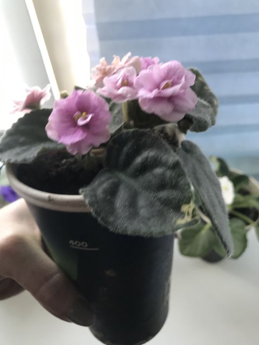 Продам фиалки , разные сорта , разного цвета