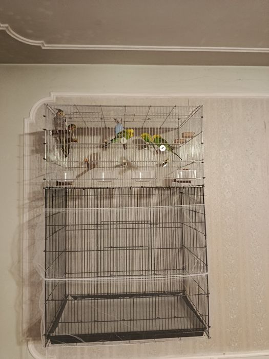 6 попугаев с клеткой