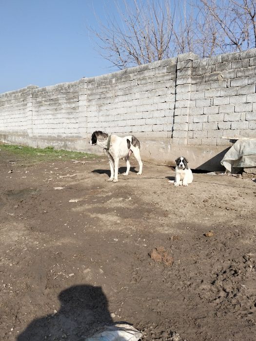 Күшік сатылады шешесіне сатылады