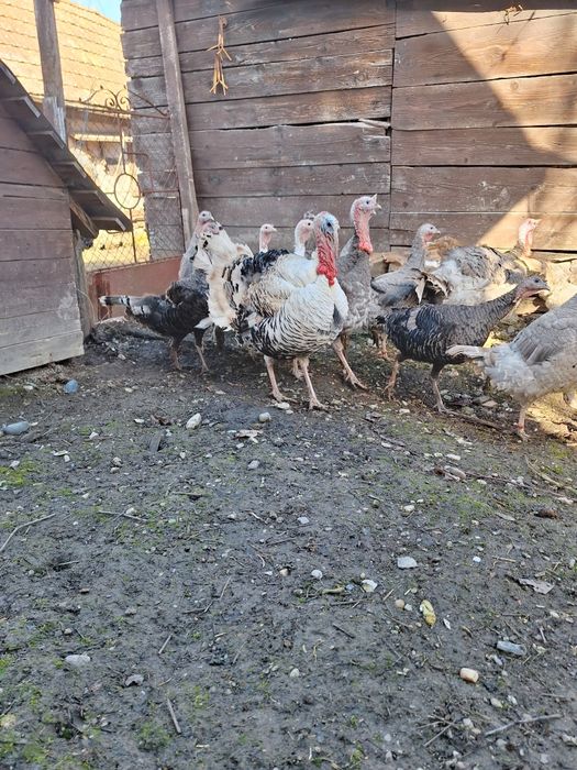 Oua de curca de casă