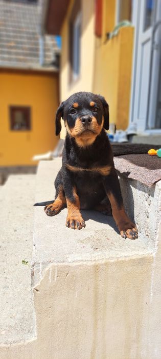 Pui Rottweiler talie mare