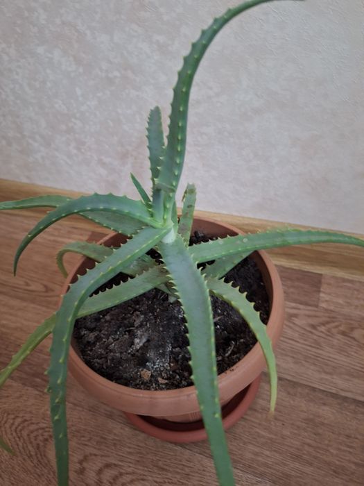 Алоэ - столетник лекарственный