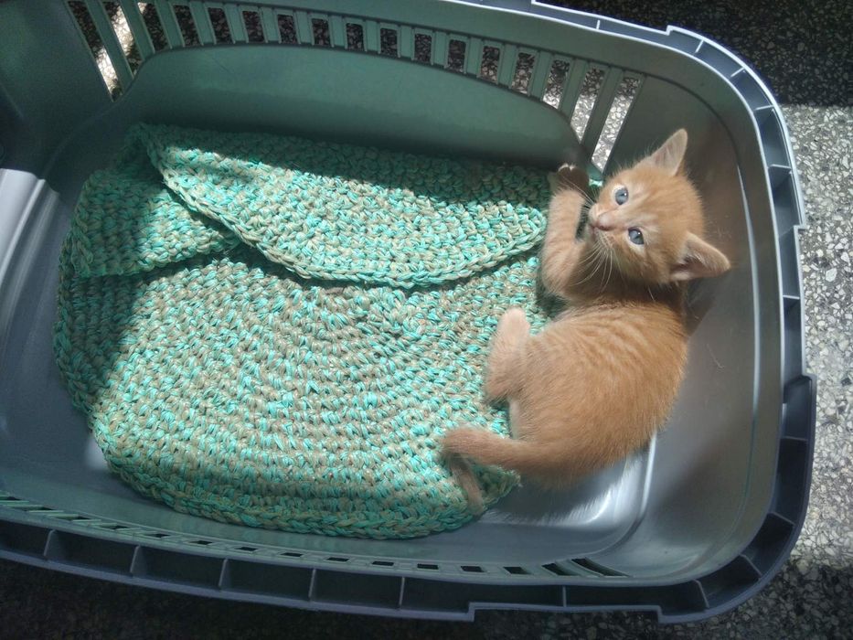 Подарявам мъжки котета