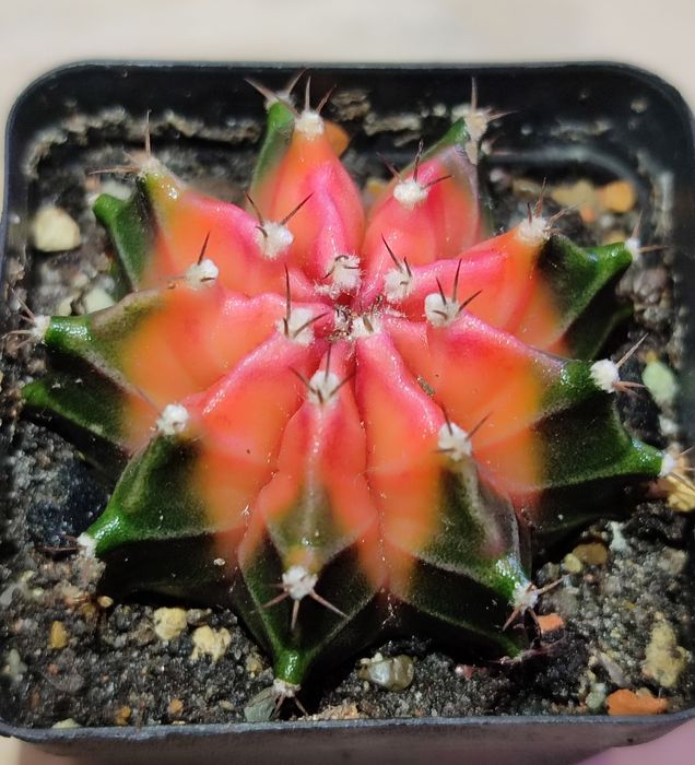 Вариегатные кактусы