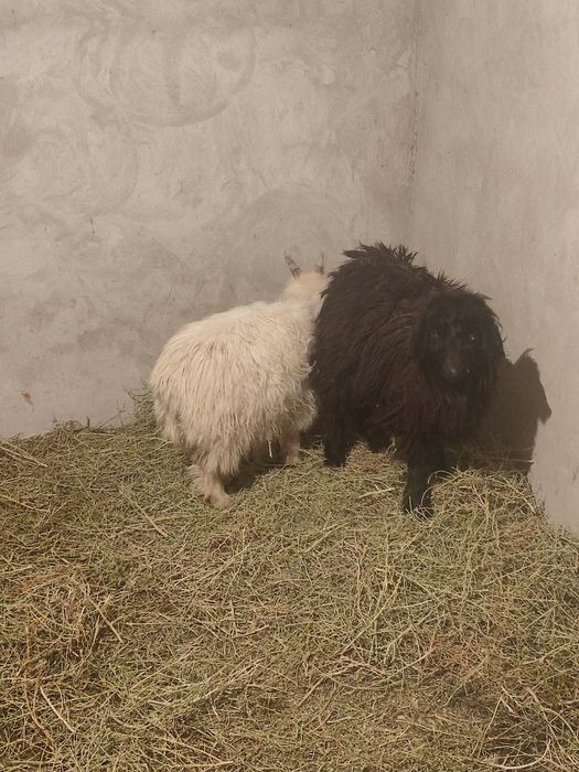 Ешкилер лактар  сатылады