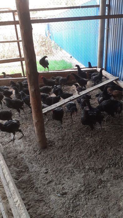 Продам оптом курей черный доминант