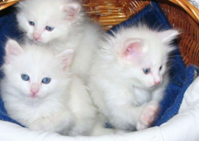 Чиройли мушукчалар