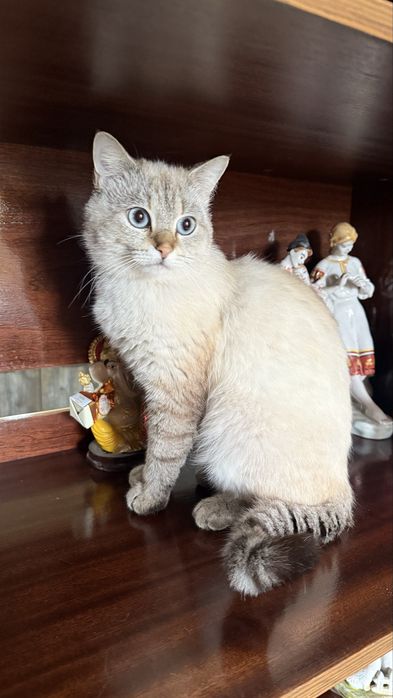 Шикарный тайский котик