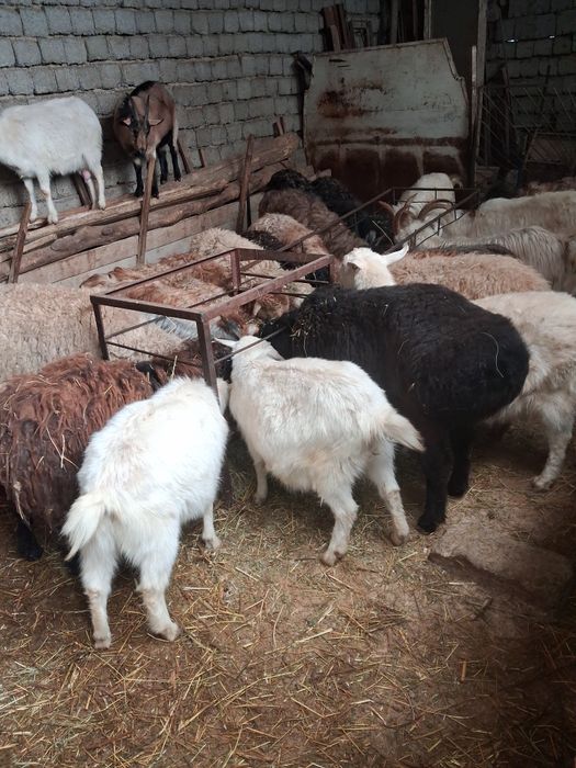 Серкелер ешкилер