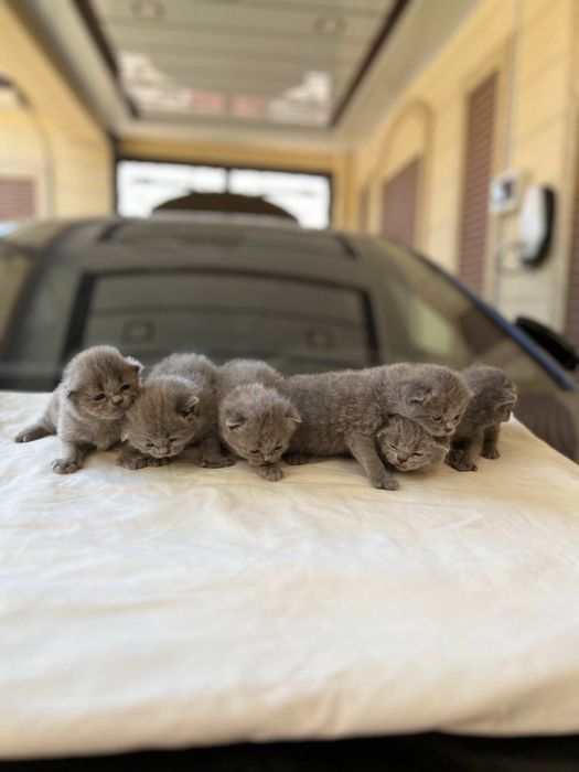 Продается кошка Скотиш Страйт