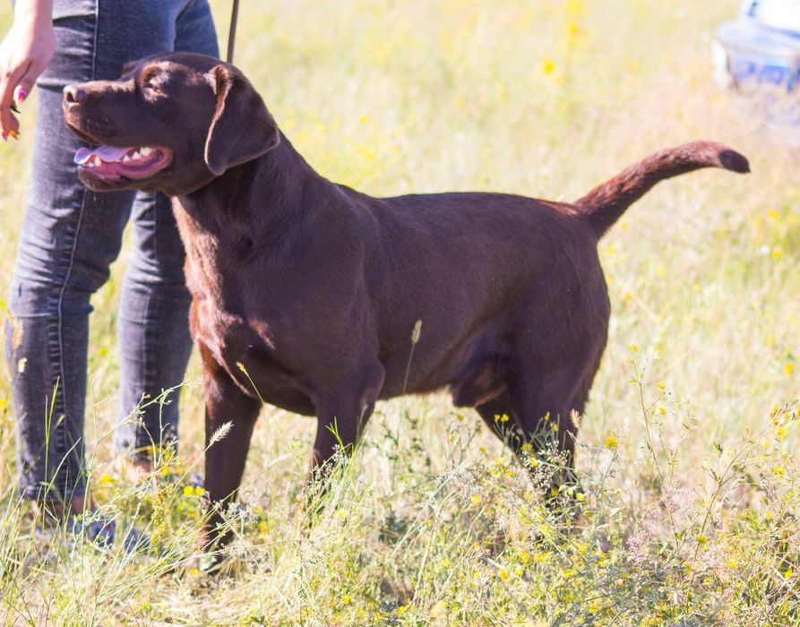 Предлогается кобель