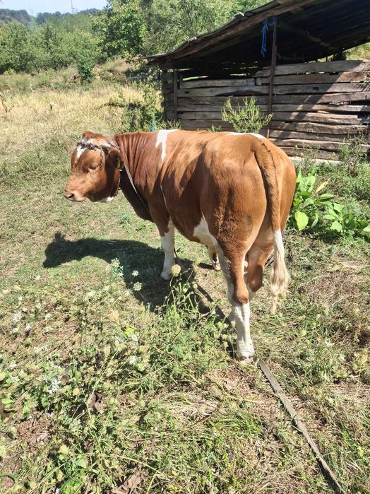Vand taur baltat românesc