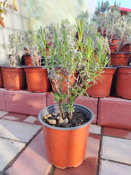 Lavandă Sevtopolis la ghiveci – plantă parfumată pentru grădină sau balcon